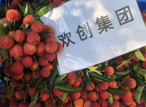 夏日好“枝”味，买球集团官网买球集团官网买球集团官网买球集团官网首页-买球(中国)-买球(中国)
集团发福“荔”啦